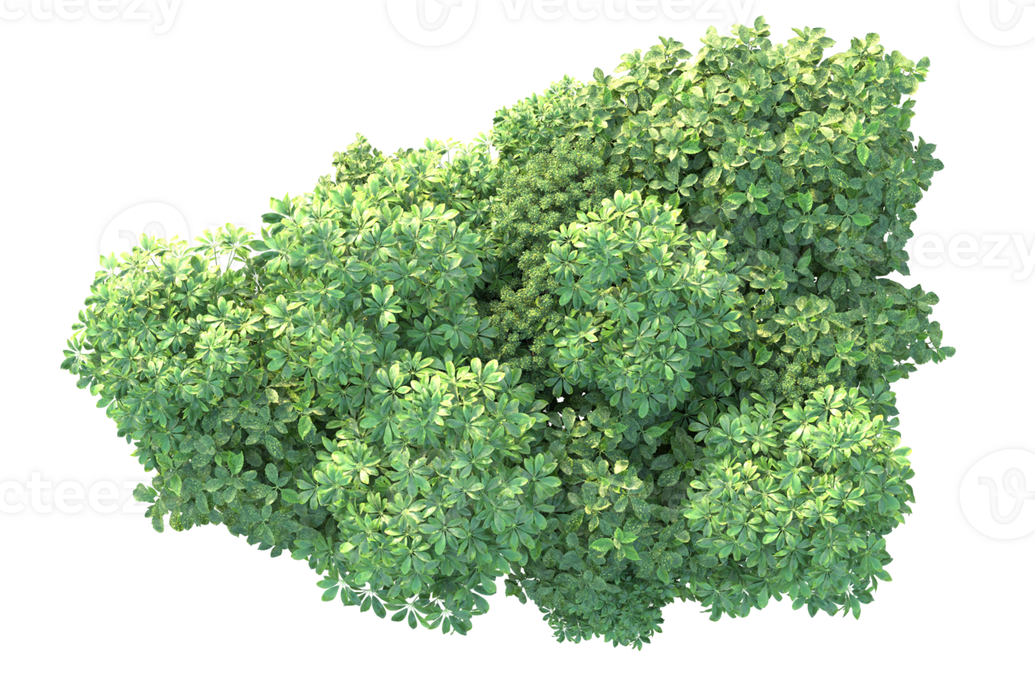 Tropical forest isolated on transparent background. 3d rendering - illustration png