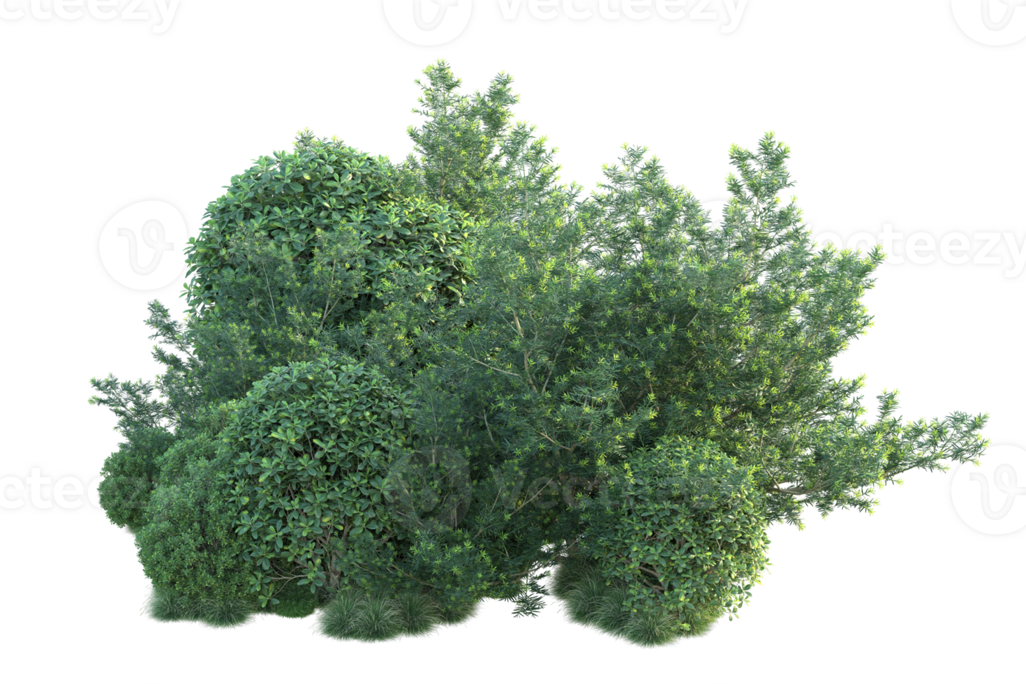 Tropical forest isolated on transparent background. 3d rendering - illustration png