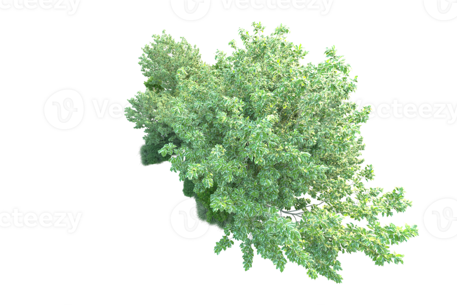 Tropical forest isolated on transparent background. 3d rendering - illustration png
