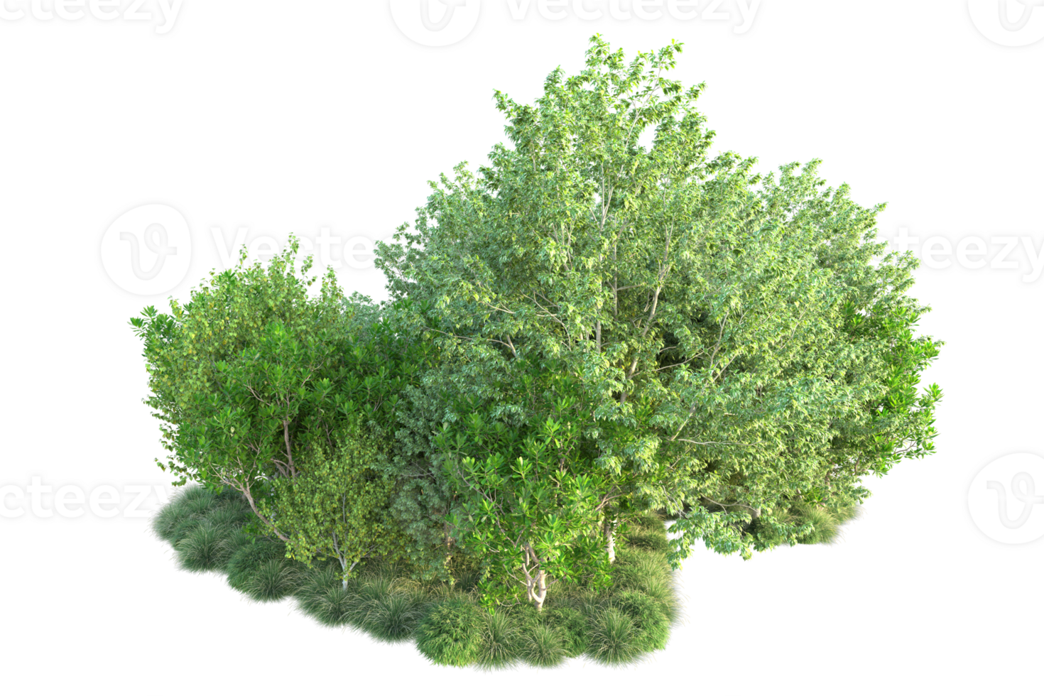 Tropical forest isolated on transparent background. 3d rendering - illustration png