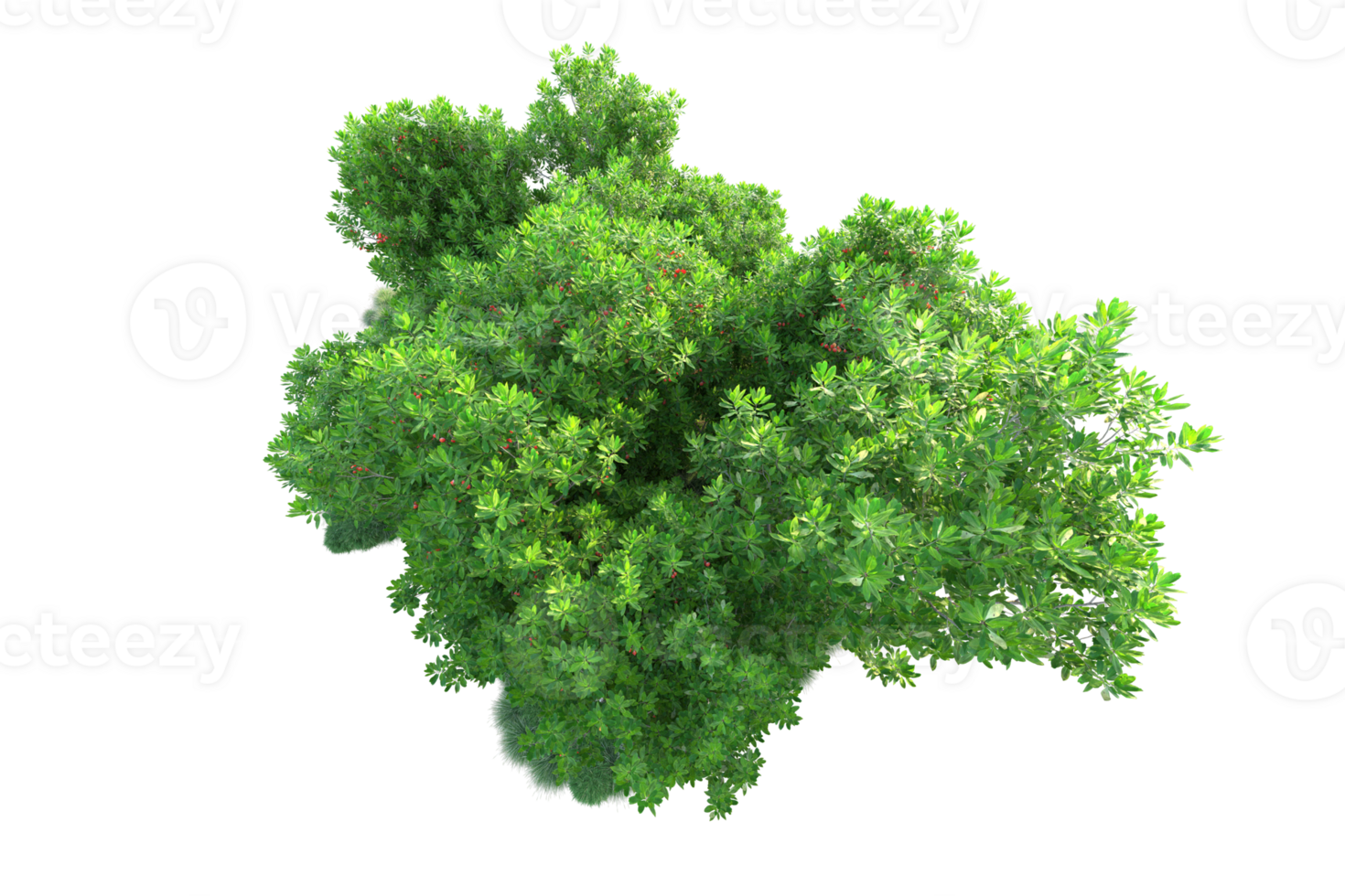 Tropical forest isolated on transparent background. 3d rendering - illustration png