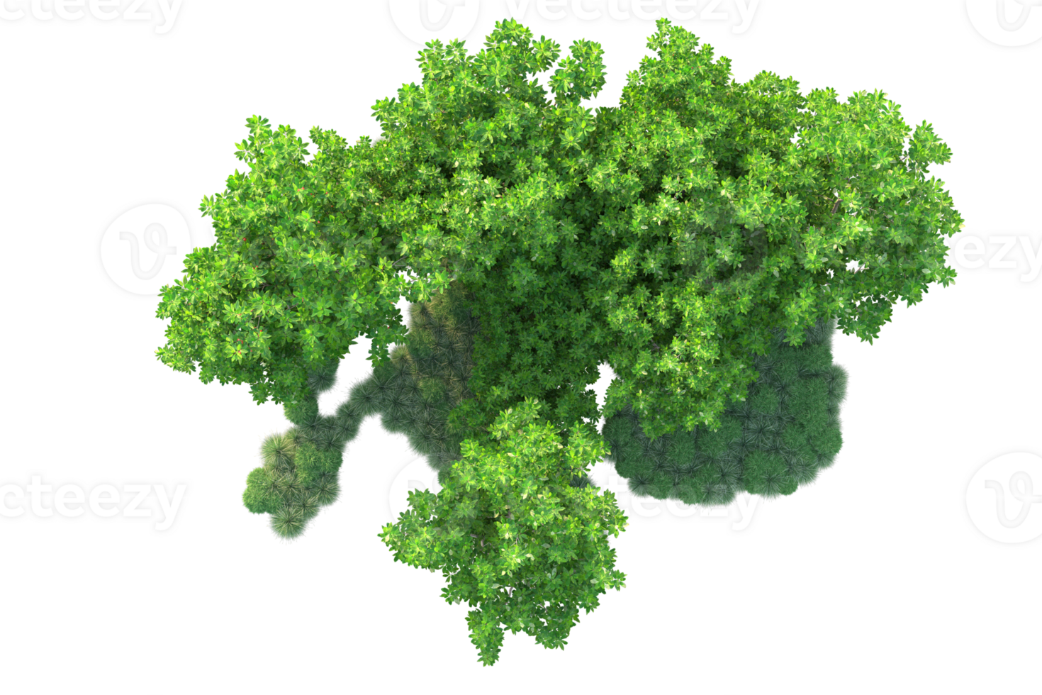 Tropical forest isolated on transparent background. 3d rendering - illustration png