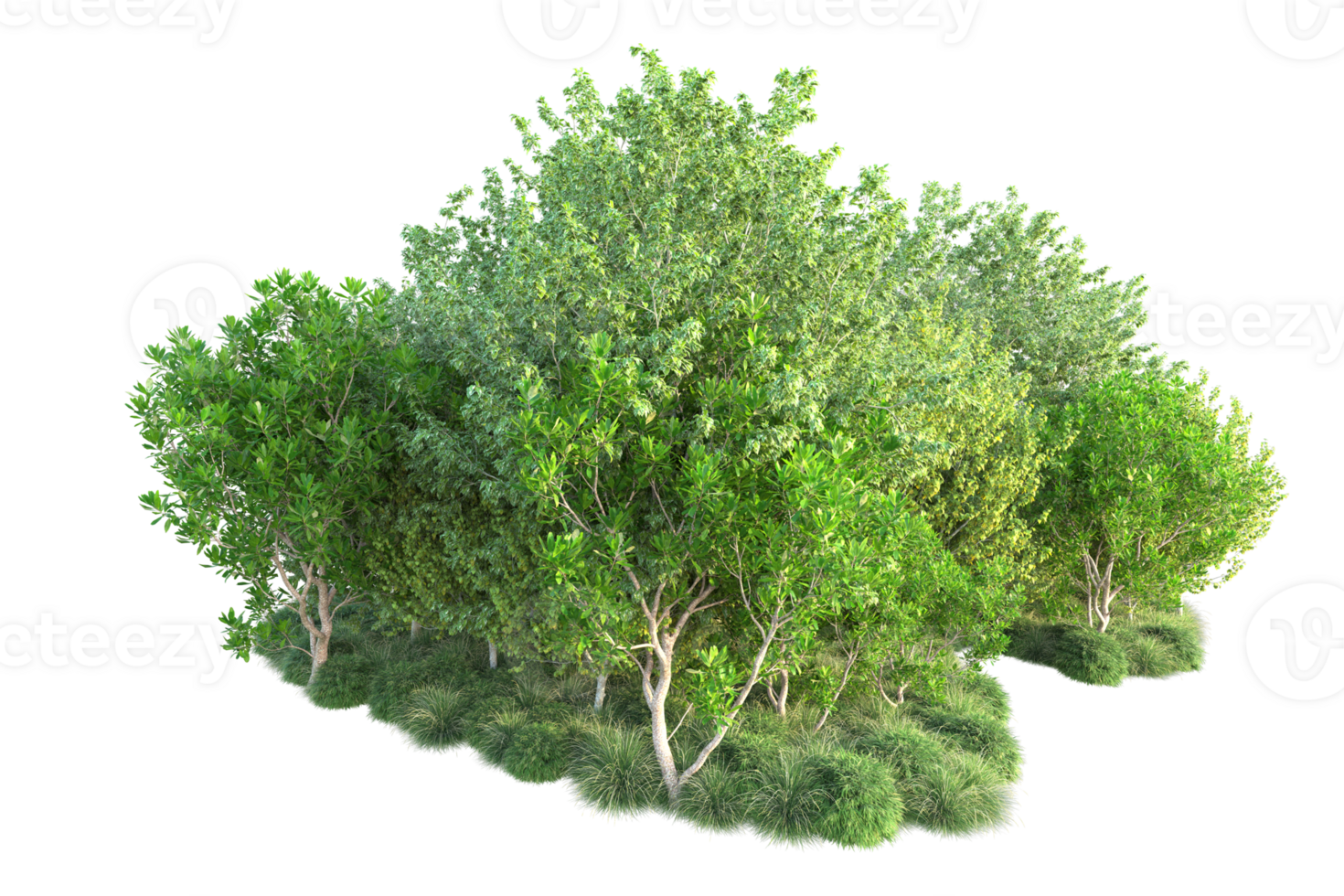 Tropical forest isolated on transparent background. 3d rendering - illustration png