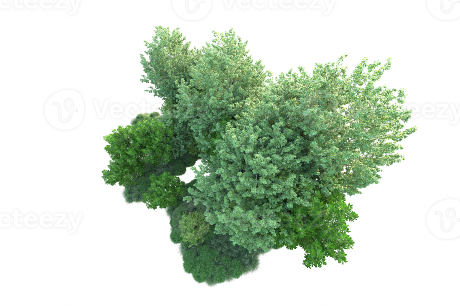 Tropical forest isolated on transparent background. 3d rendering - illustration png