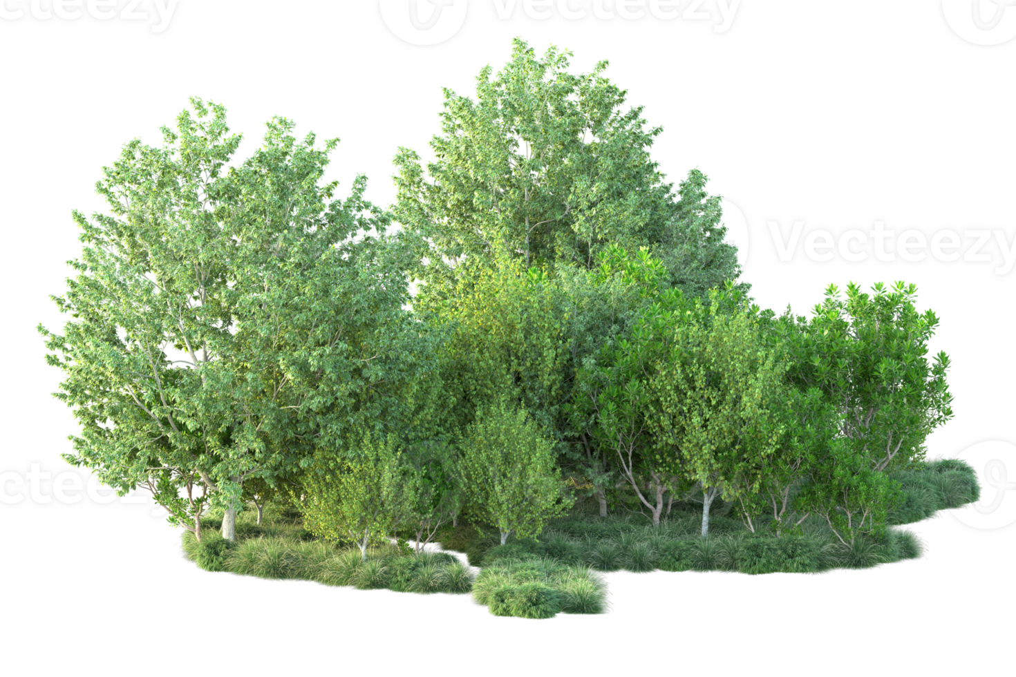 Tropical forest isolated on transparent background. 3d rendering - illustration png