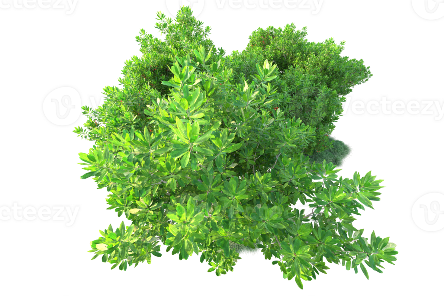 Tropical forest isolated on transparent background. 3d rendering - illustration png