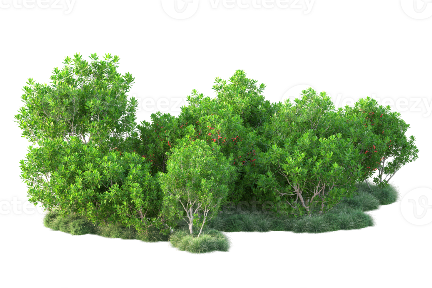 Tropical forest isolated on transparent background. 3d rendering - illustration png