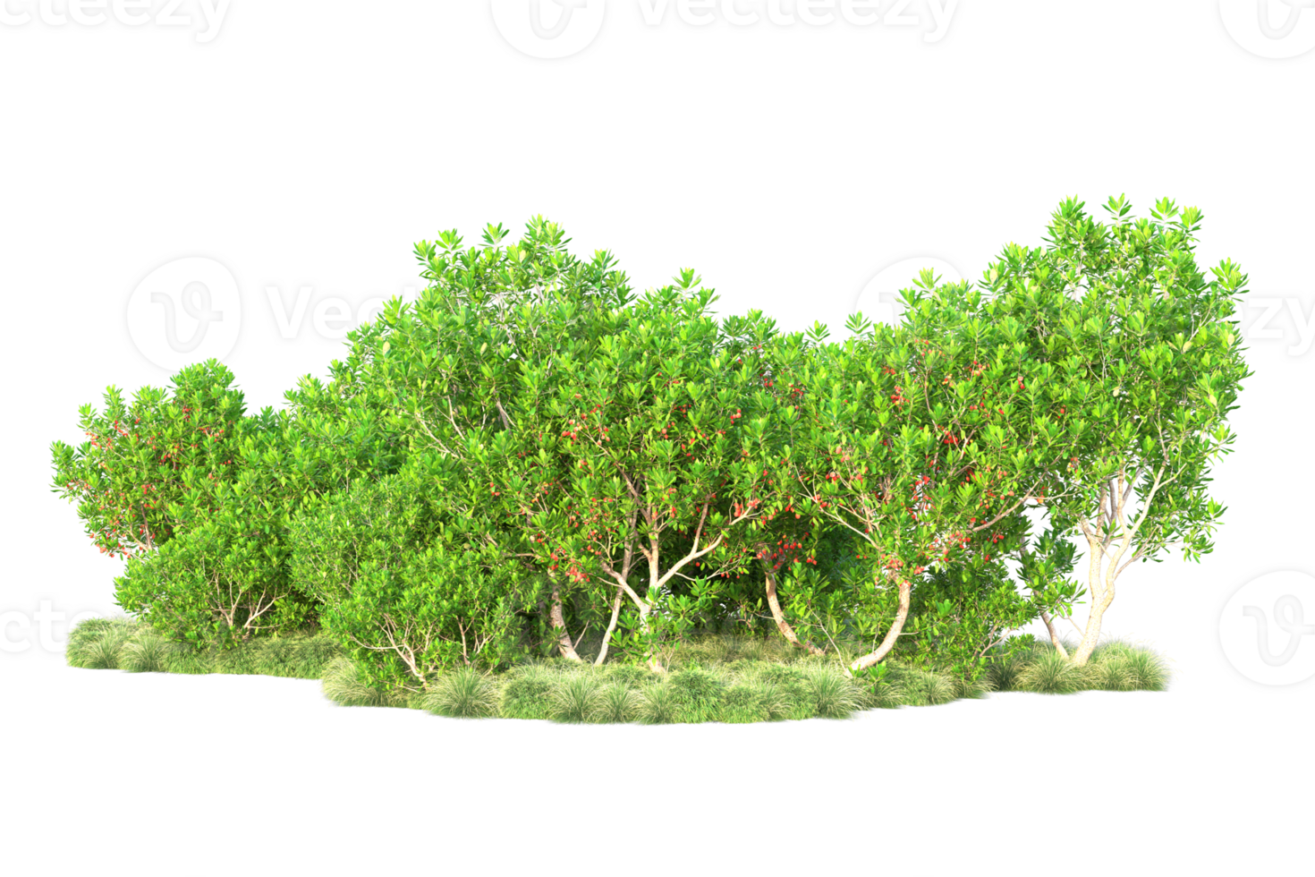 Tropical forest isolated on transparent background. 3d rendering - illustration png