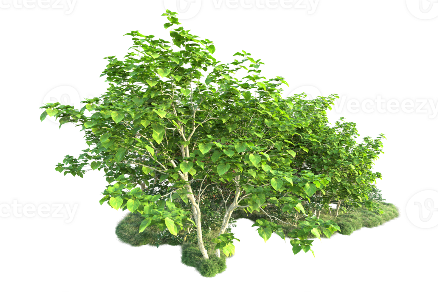 Tropical forest isolated on transparent background. 3d rendering - illustration png