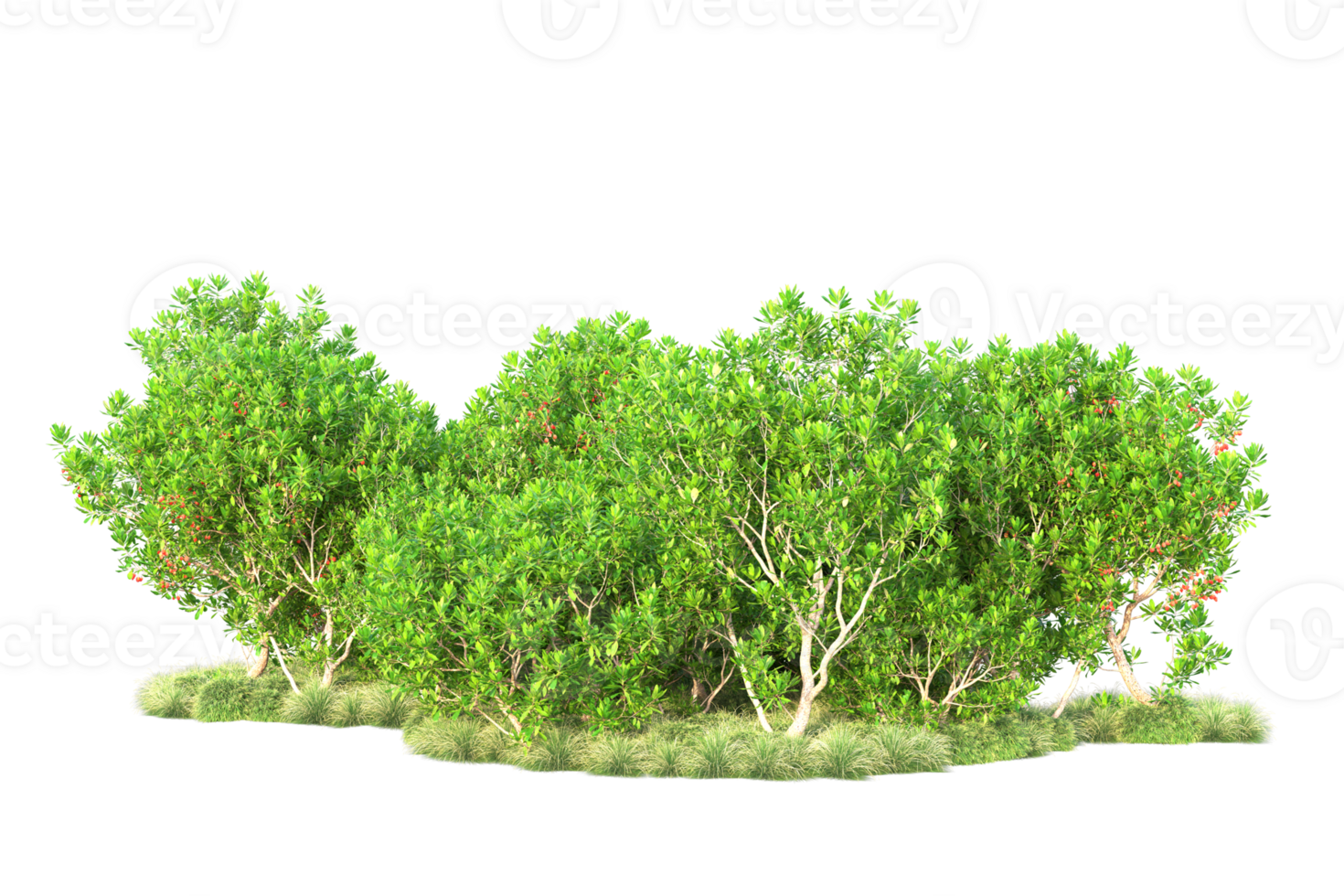 Tropical forest isolated on transparent background. 3d rendering - illustration png