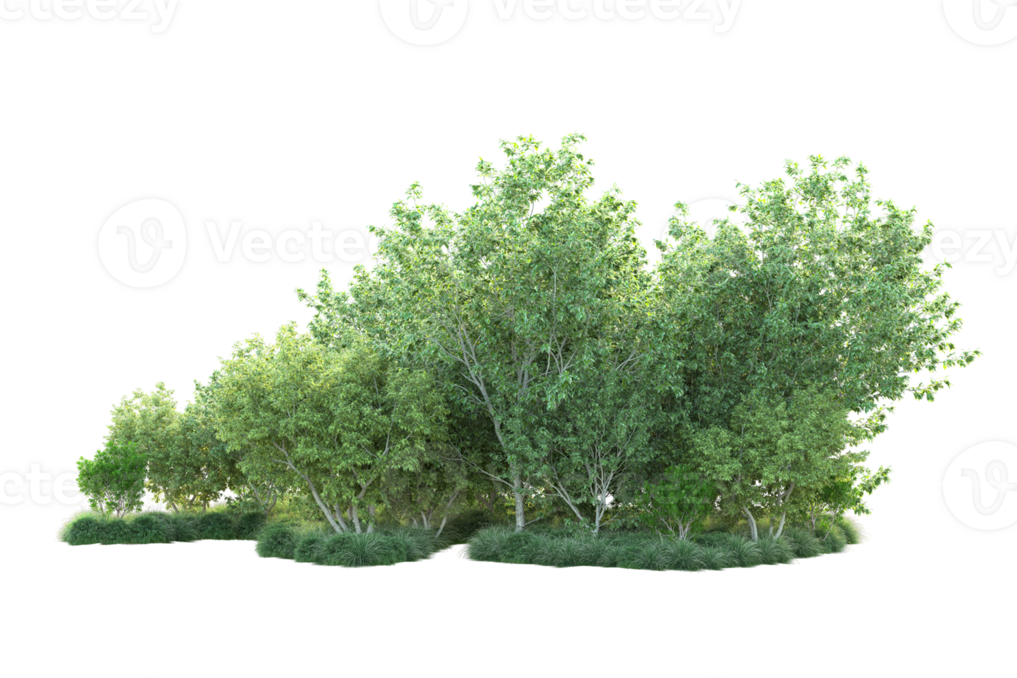 Tropical forest isolated on transparent background. 3d rendering - illustration png