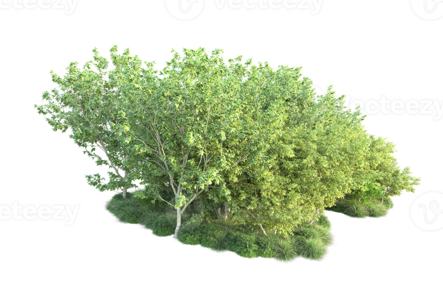 Tropical forest isolated on transparent background. 3d rendering - illustration png