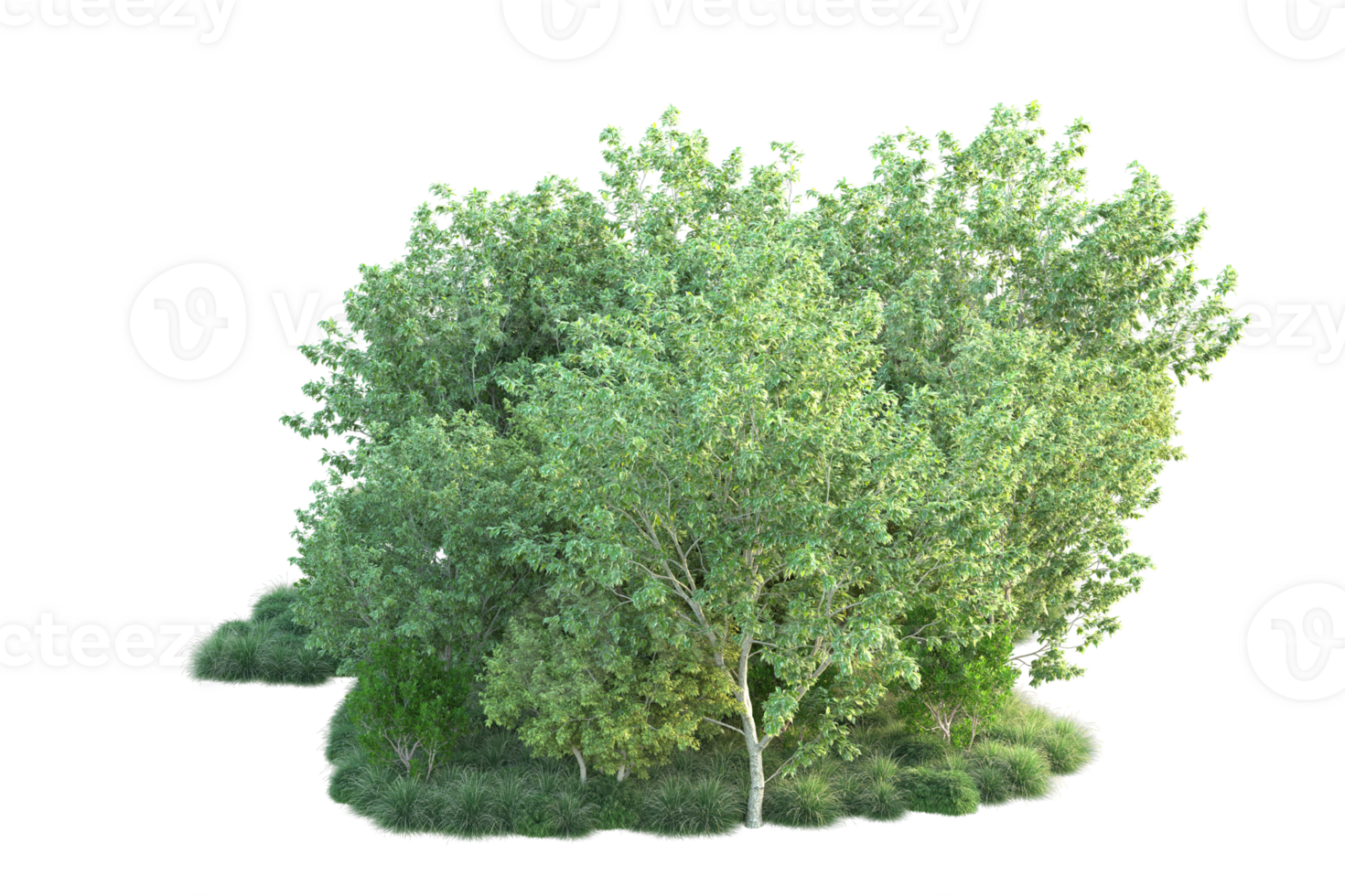 Tropical forest isolated on transparent background. 3d rendering - illustration png