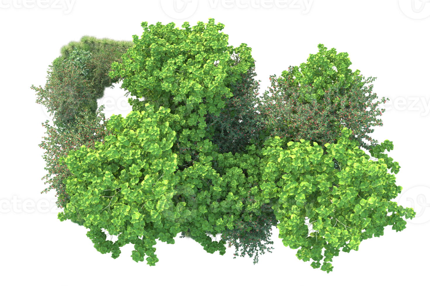 Tropical forest isolated on transparent background. 3d rendering - illustration png