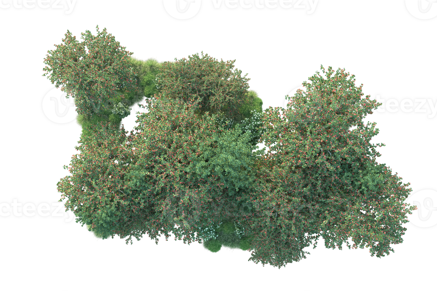 Tropical forest isolated on transparent background. 3d rendering - illustration png