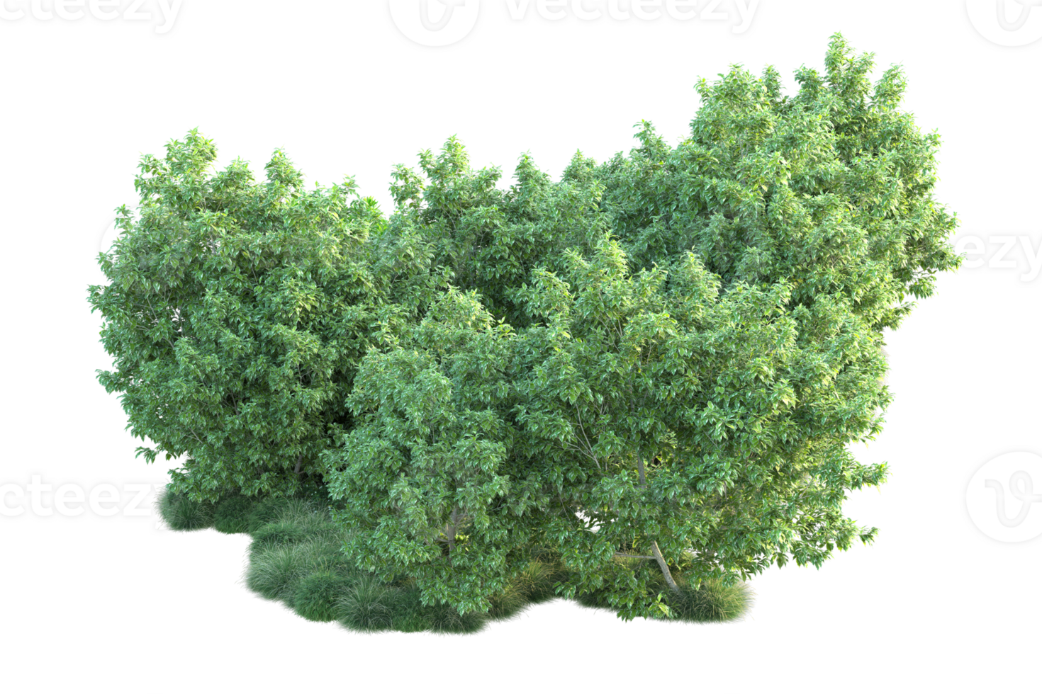 Tropical forest isolated on transparent background. 3d rendering - illustration png