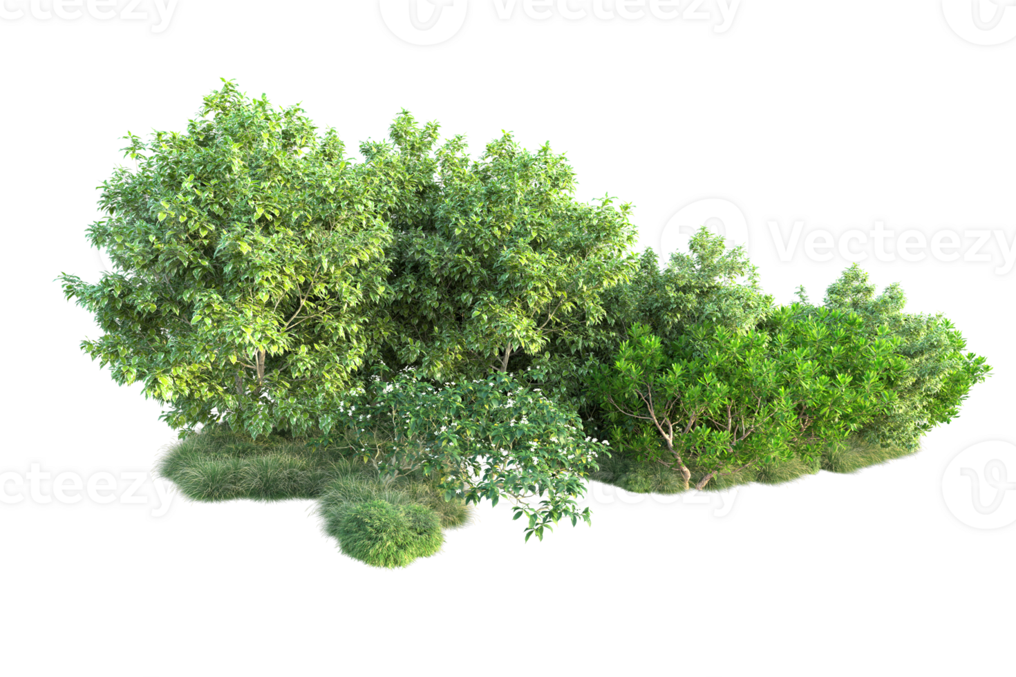 Tropical forest isolated on transparent background. 3d rendering - illustration png