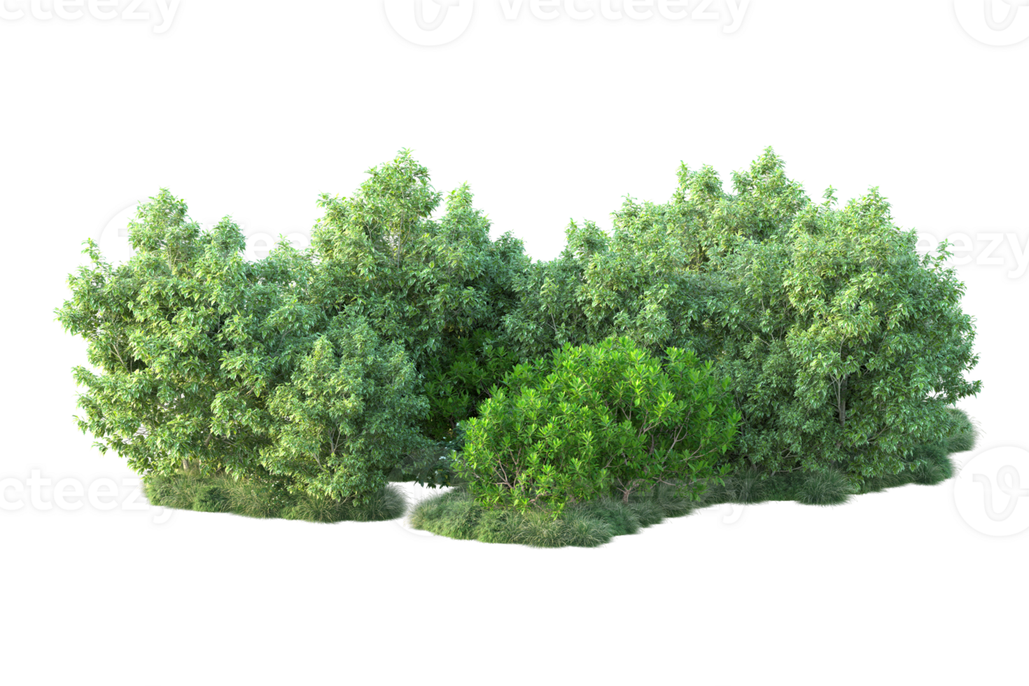 Tropical forest isolated on transparent background. 3d rendering - illustration png
