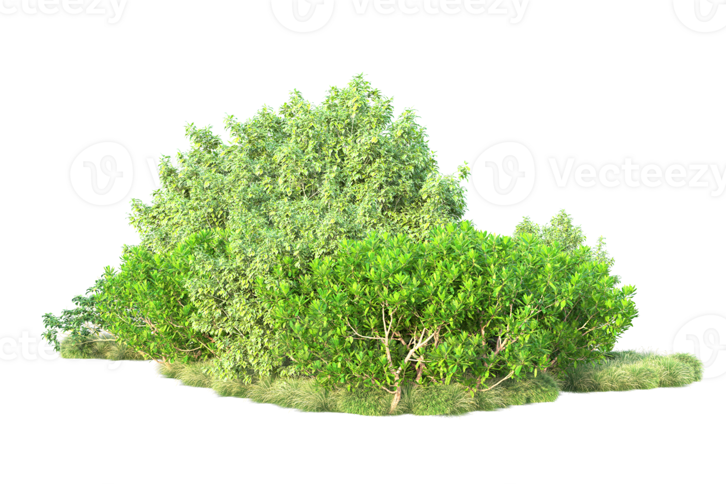 Tropical forest isolated on transparent background. 3d rendering - illustration png