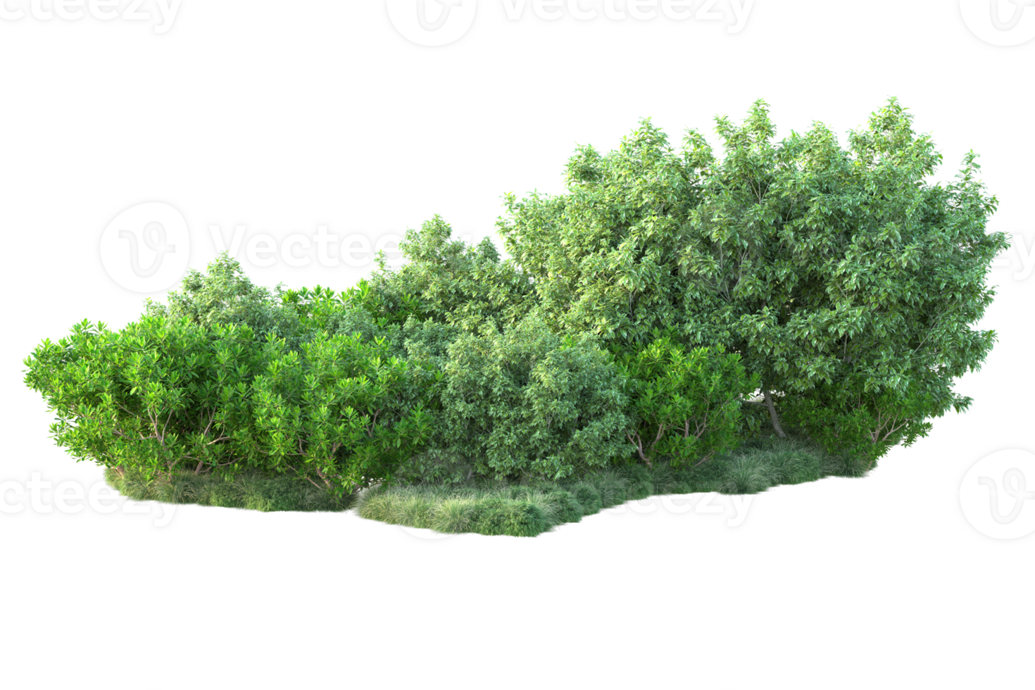 Tropical forest isolated on transparent background. 3d rendering - illustration png