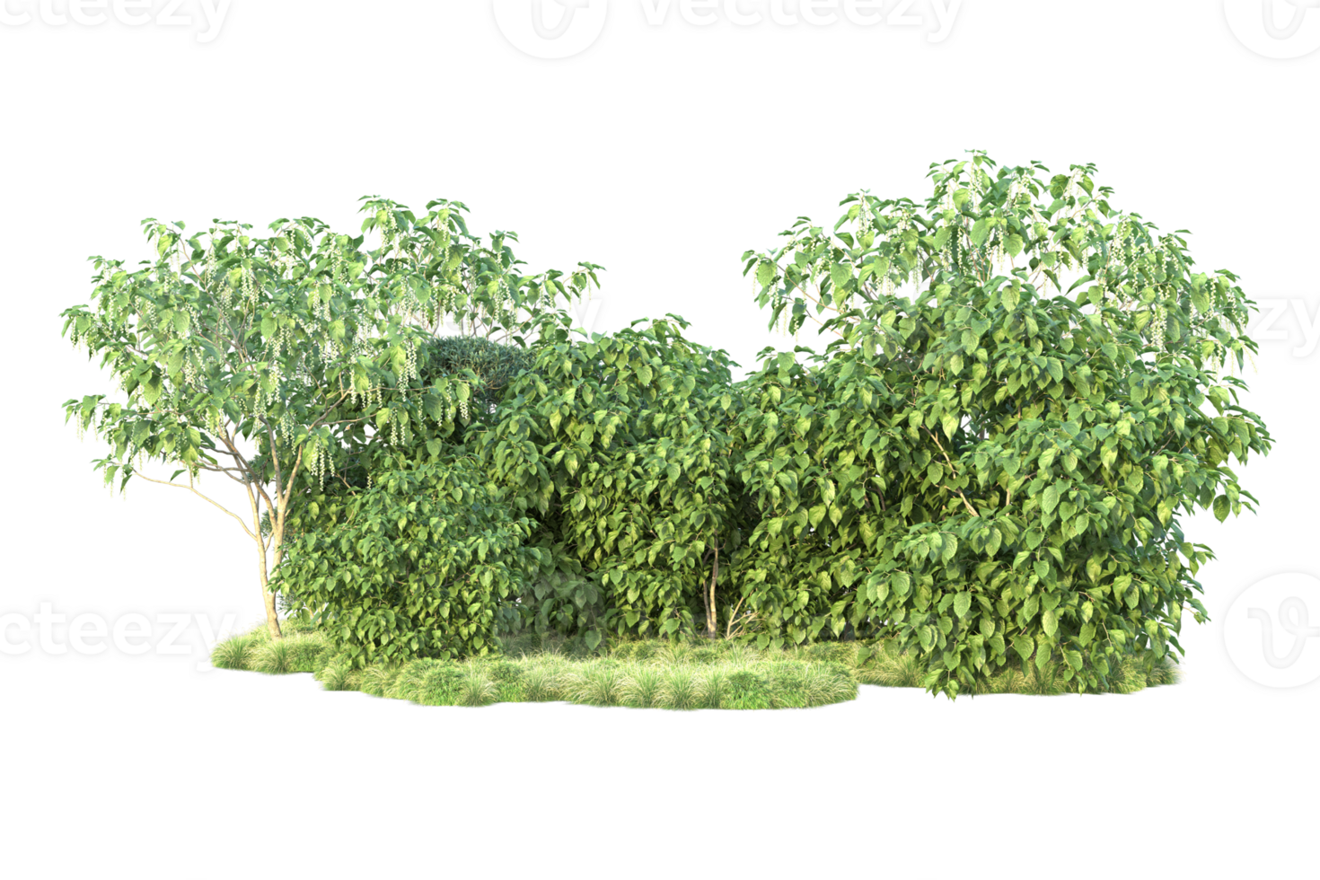 Tropical forest isolated on transparent background. 3d rendering - illustration png
