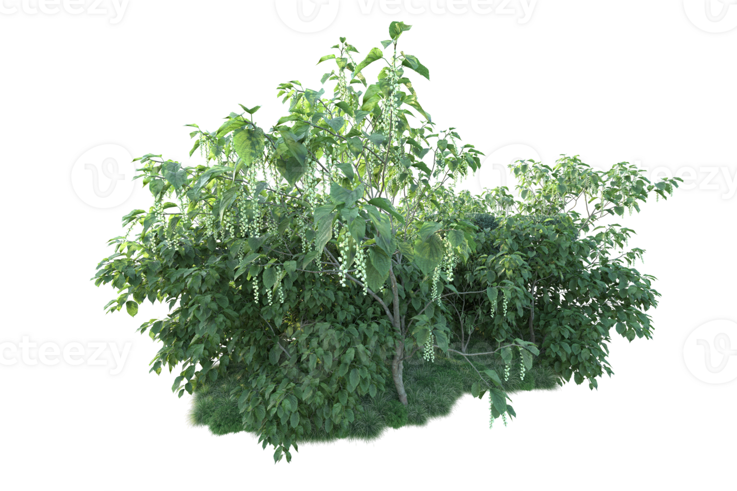 Tropical forest isolated on transparent background. 3d rendering - illustration png