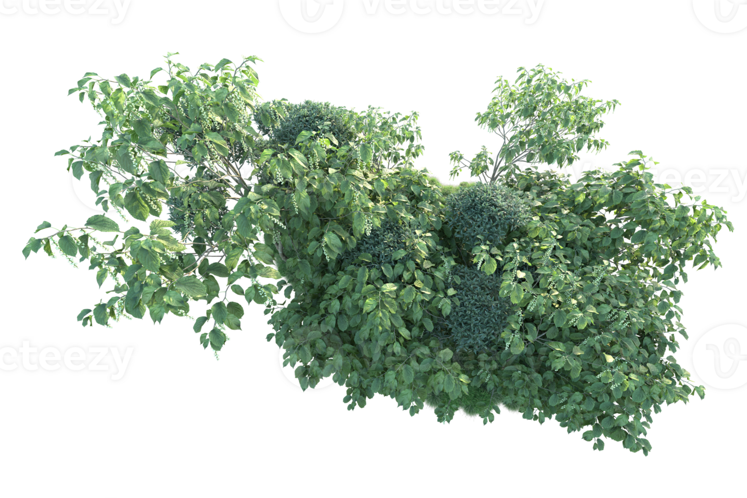 Tropical forest isolated on transparent background. 3d rendering - illustration png
