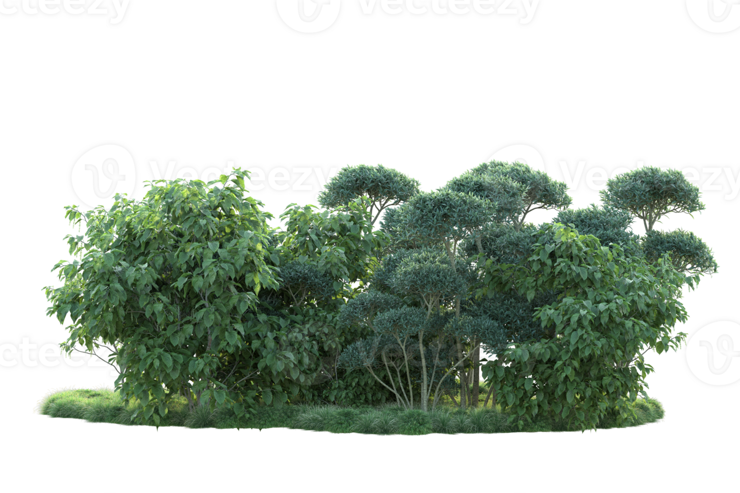 Tropical forest isolated on transparent background. 3d rendering - illustration png