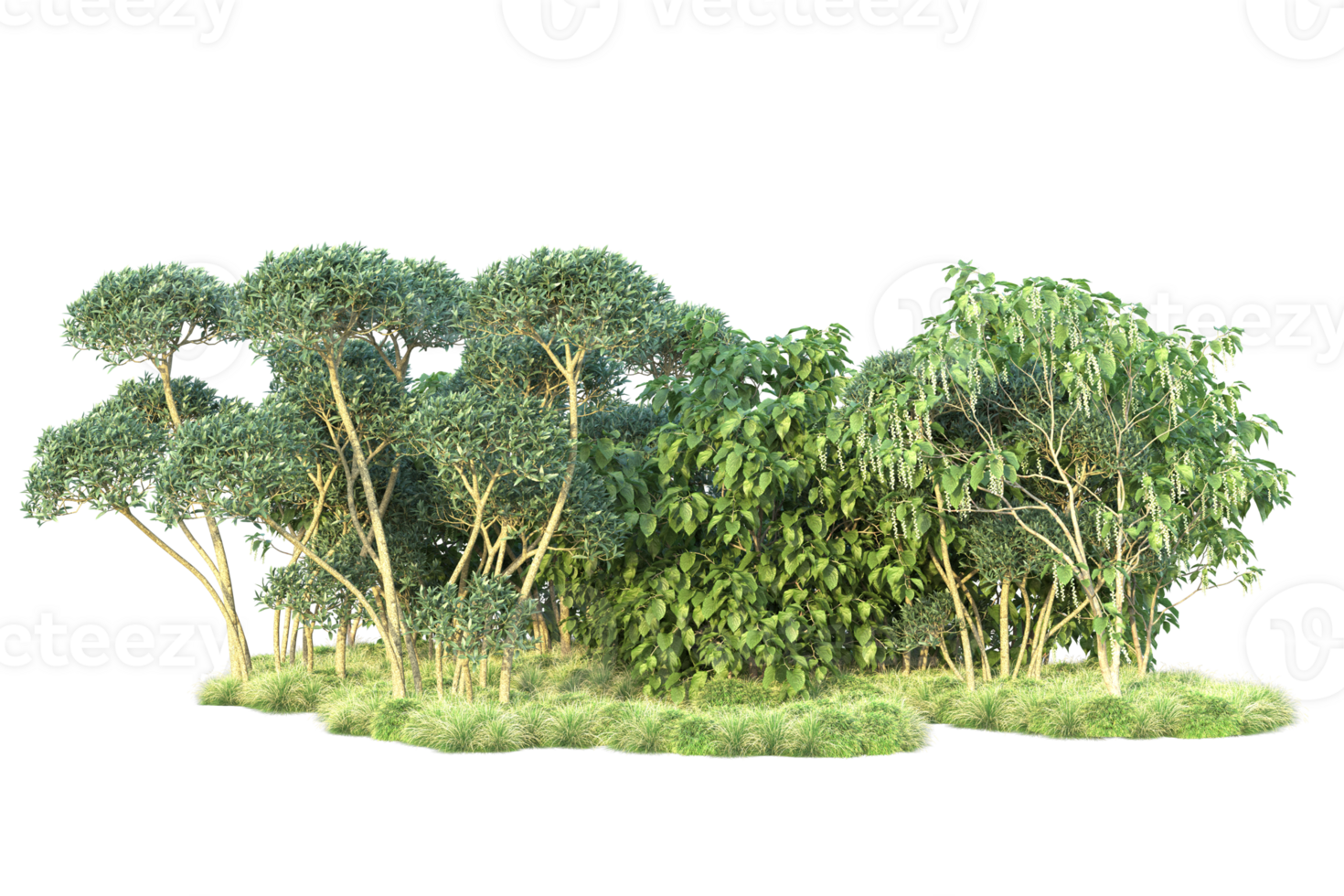 Tropical forest isolated on transparent background. 3d rendering - illustration png