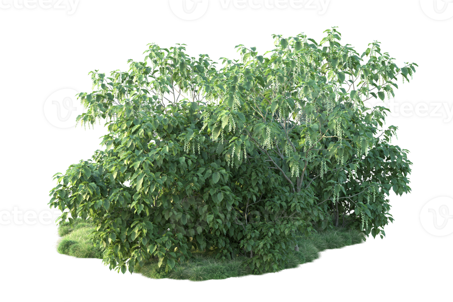 Tropical forest isolated on transparent background. 3d rendering - illustration png