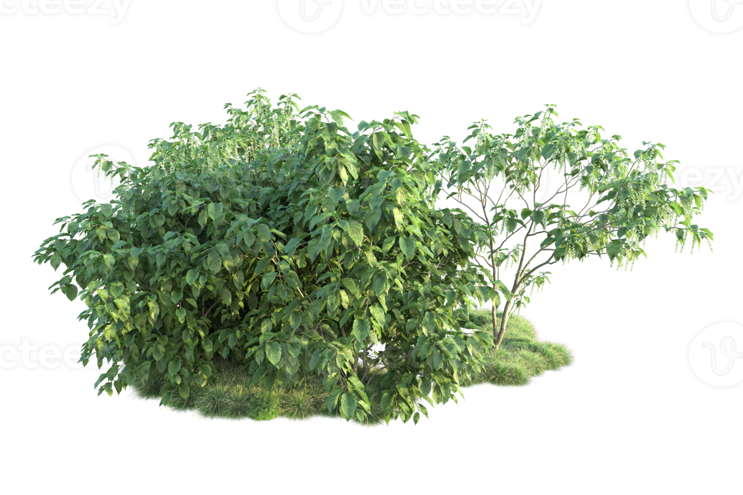 Tropical forest isolated on transparent background. 3d rendering - illustration png