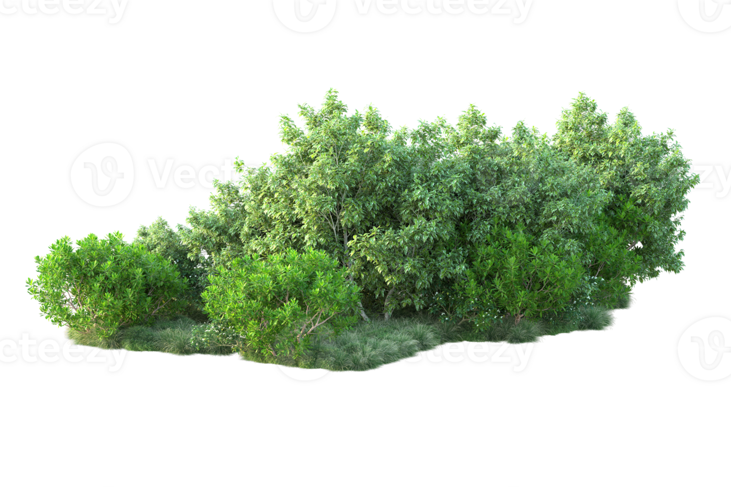 Tropical forest isolated on transparent background. 3d rendering - illustration png