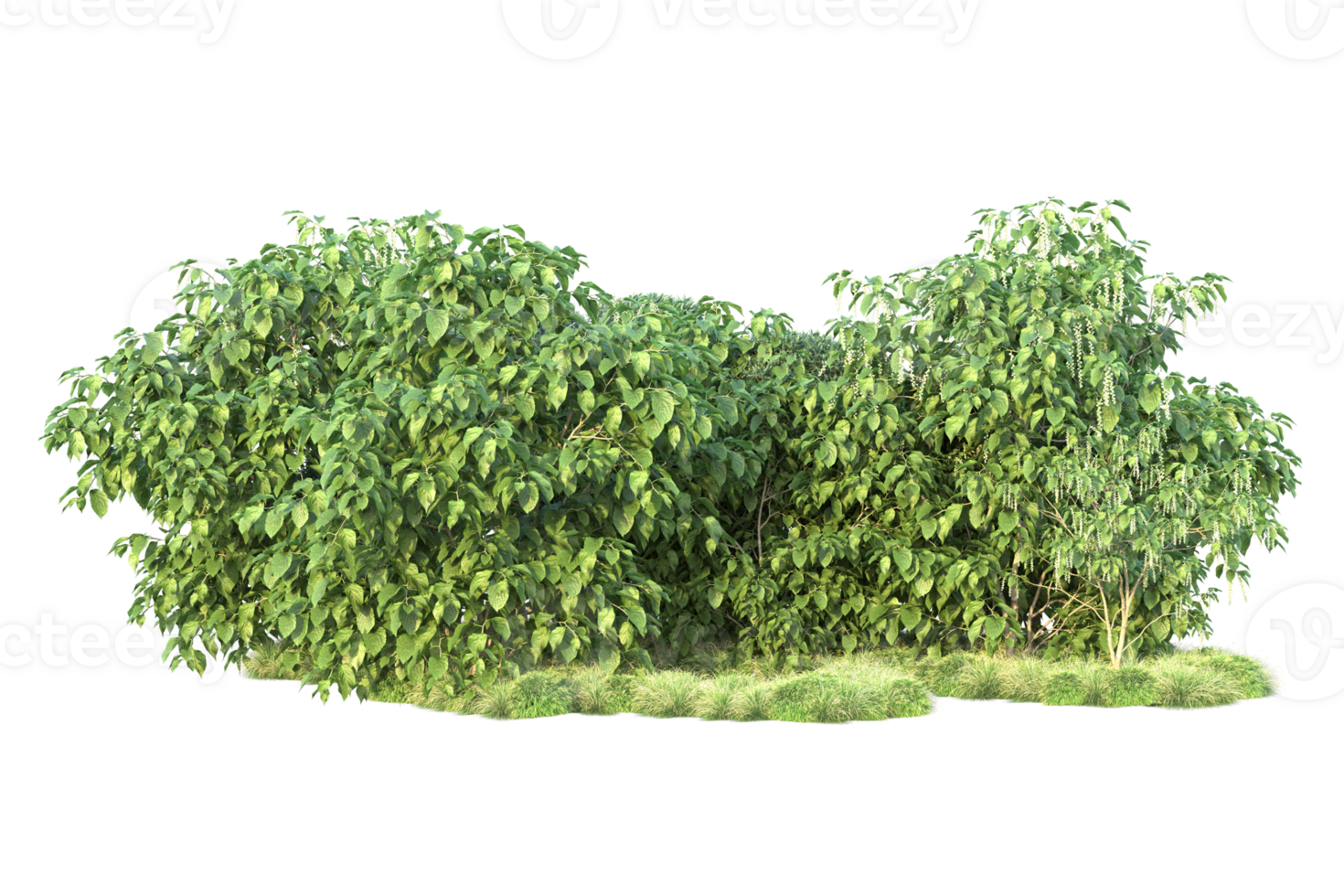 Tropical forest isolated on transparent background. 3d rendering - illustration png
