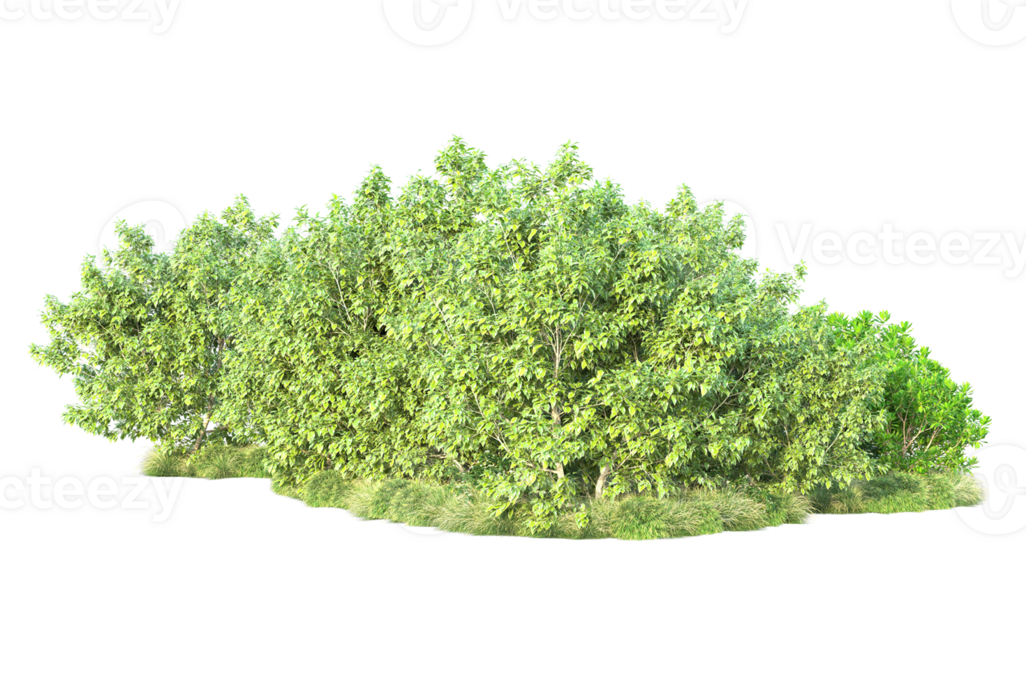 Tropical forest isolated on transparent background. 3d rendering - illustration png