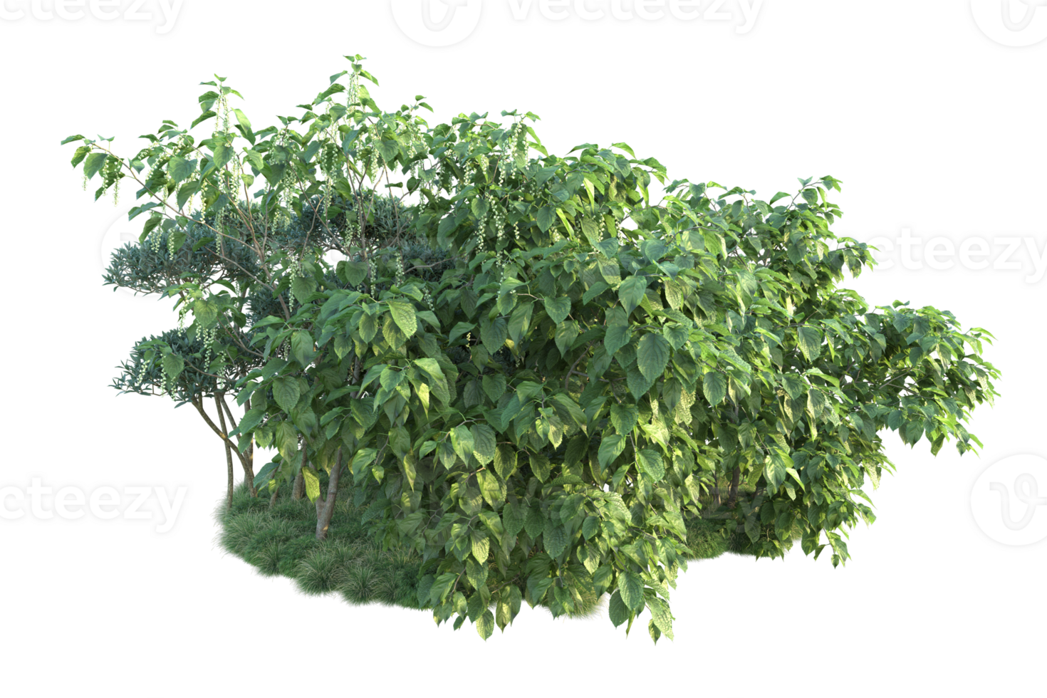 Tropical forest isolated on transparent background. 3d rendering - illustration png