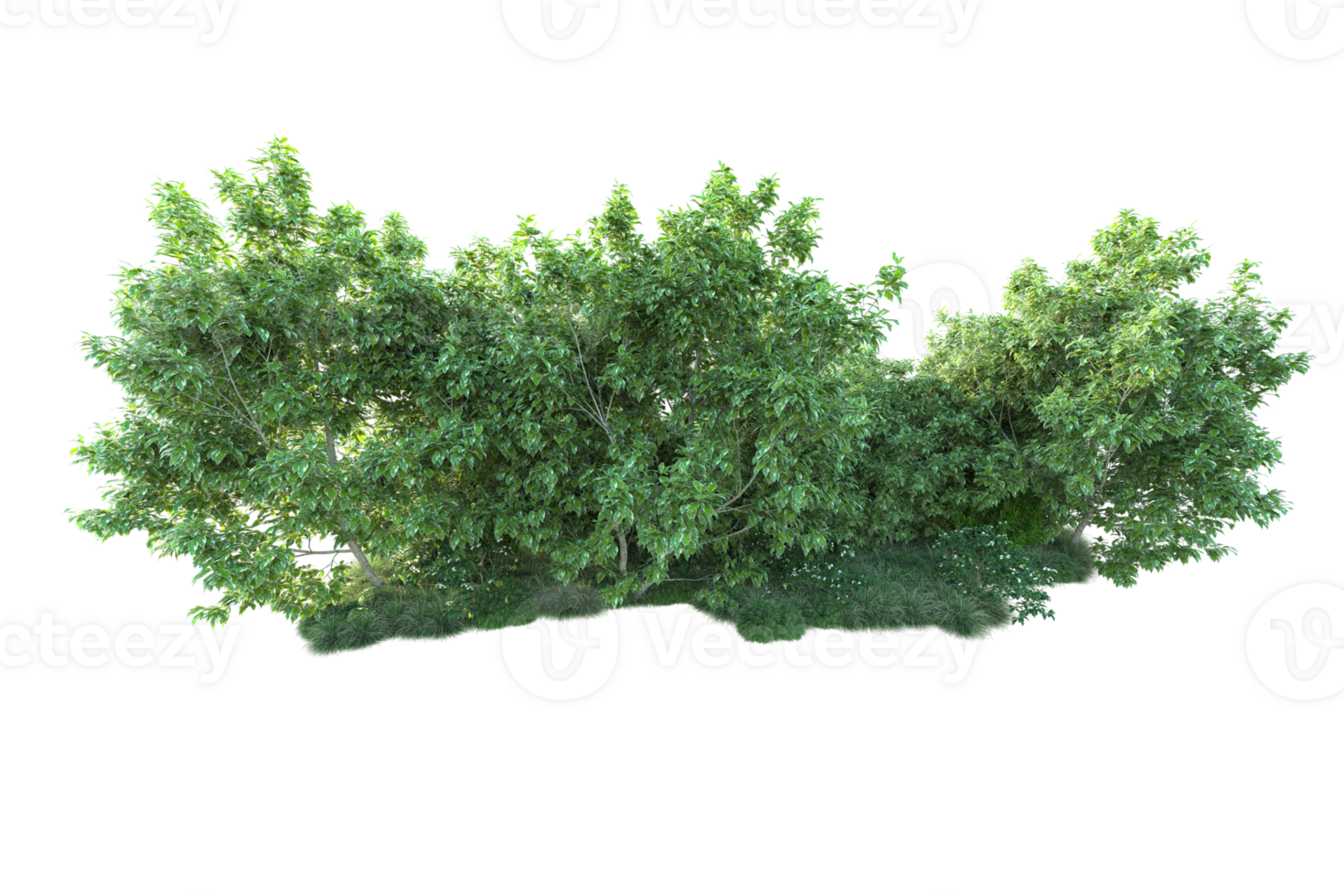 Tropical forest isolated on transparent background. 3d rendering - illustration png