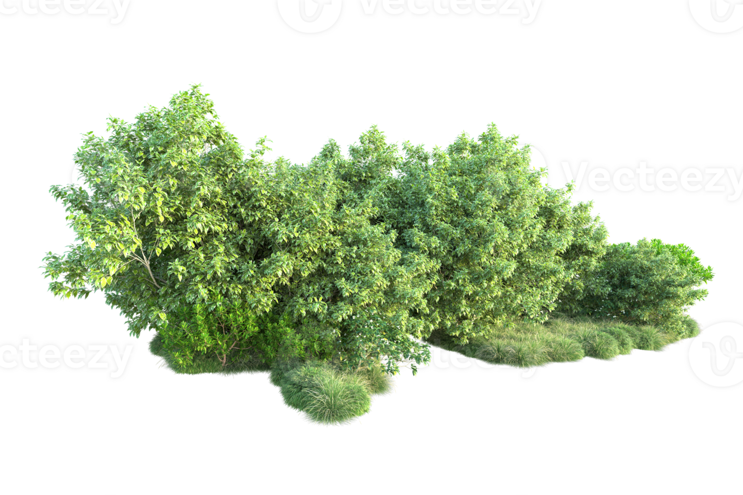 Tropical forest isolated on transparent background. 3d rendering - illustration png