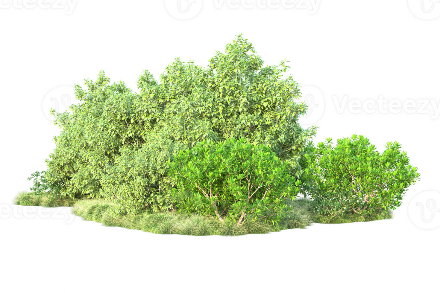 Tropical forest isolated on transparent background. 3d rendering - illustration png