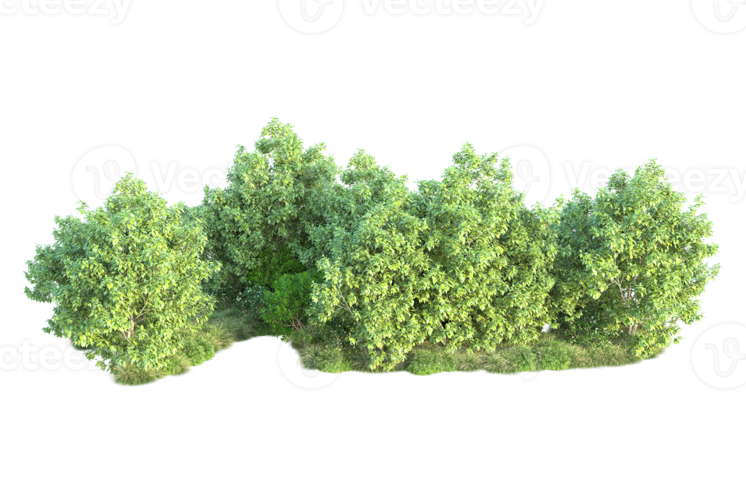Tropical forest isolated on transparent background. 3d rendering - illustration png