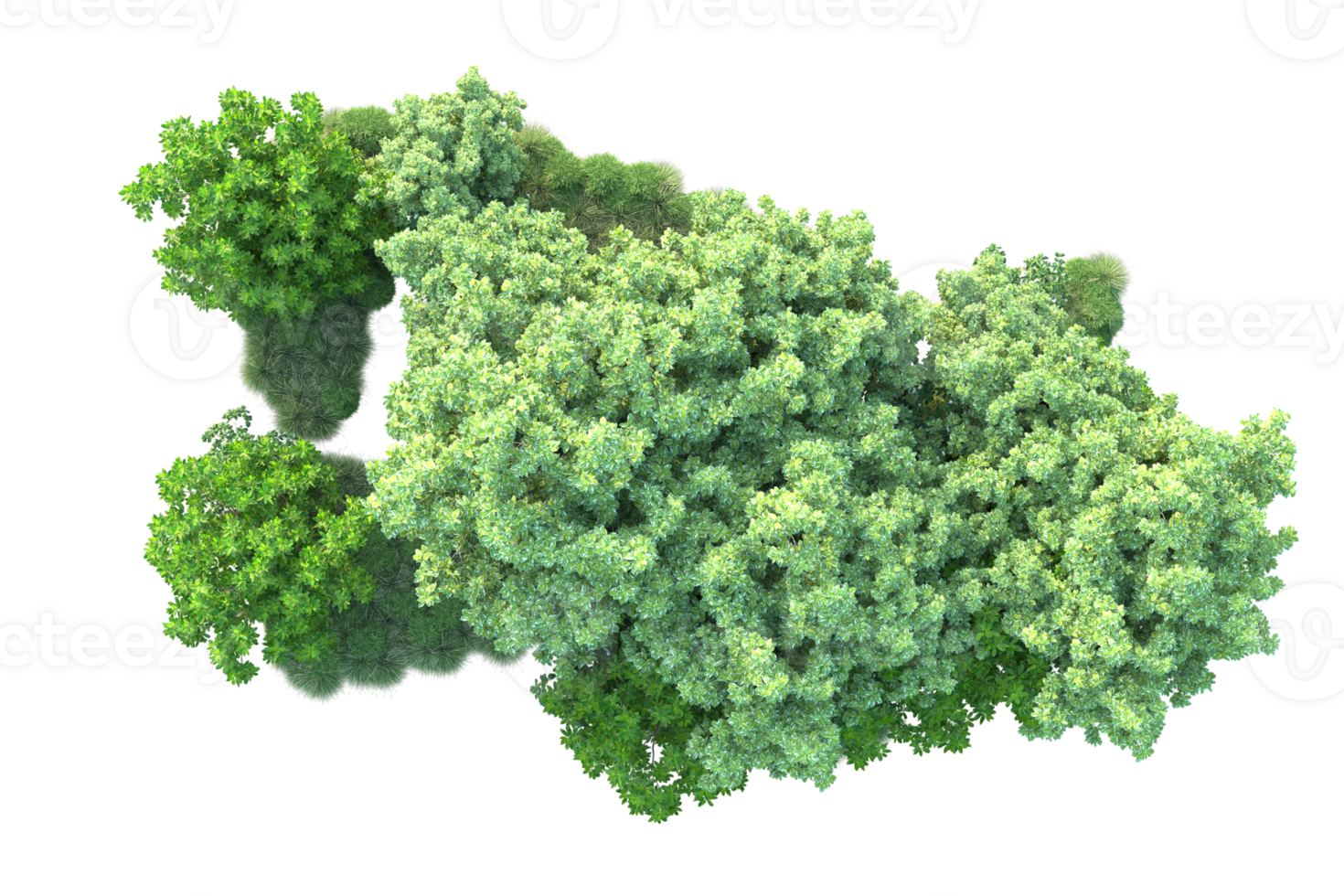 Tropical forest isolated on transparent background. 3d rendering - illustration png