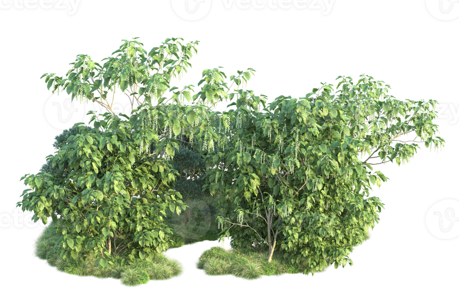 Tropical forest isolated on transparent background. 3d rendering - illustration png