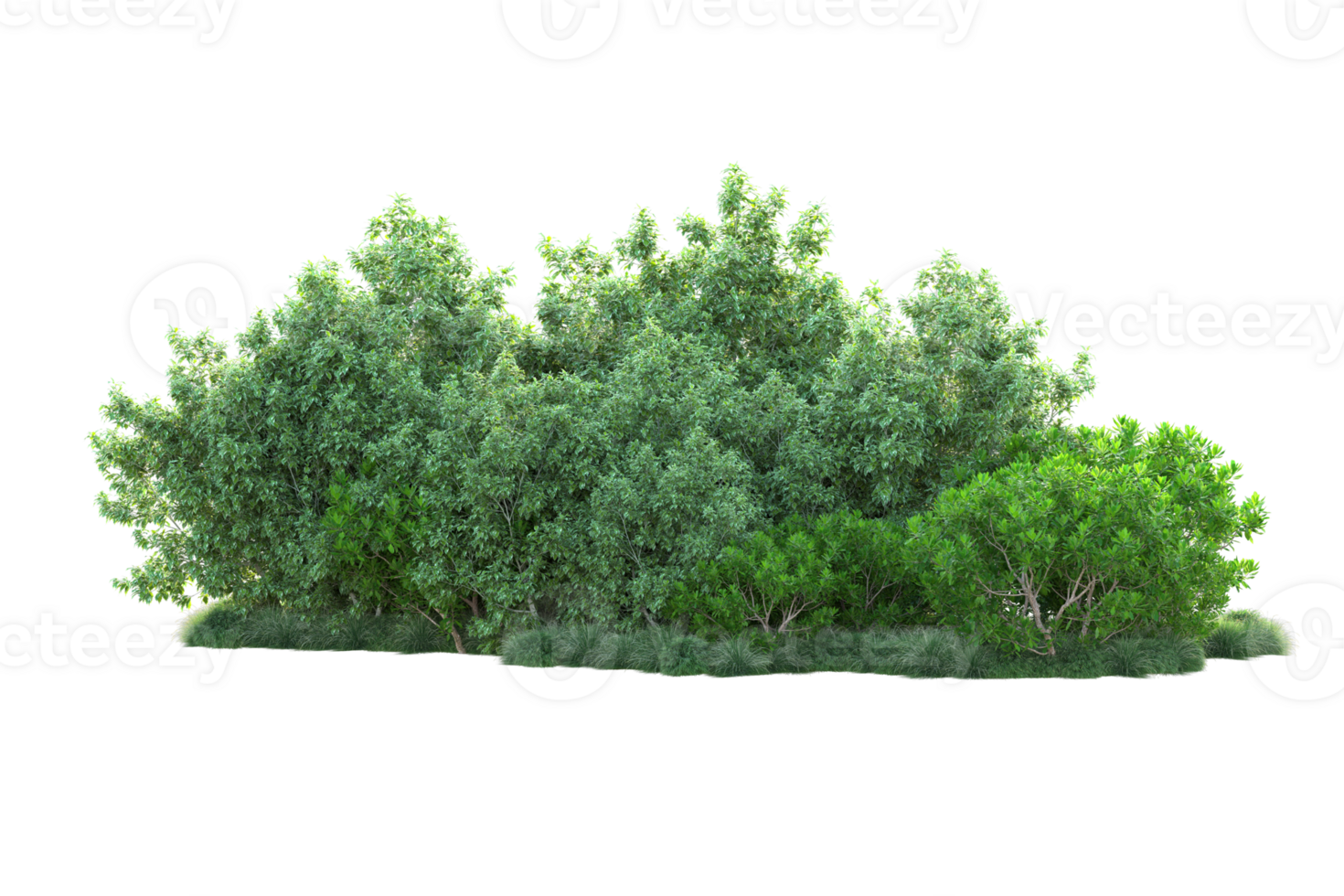 Tropical forest isolated on transparent background. 3d rendering - illustration png