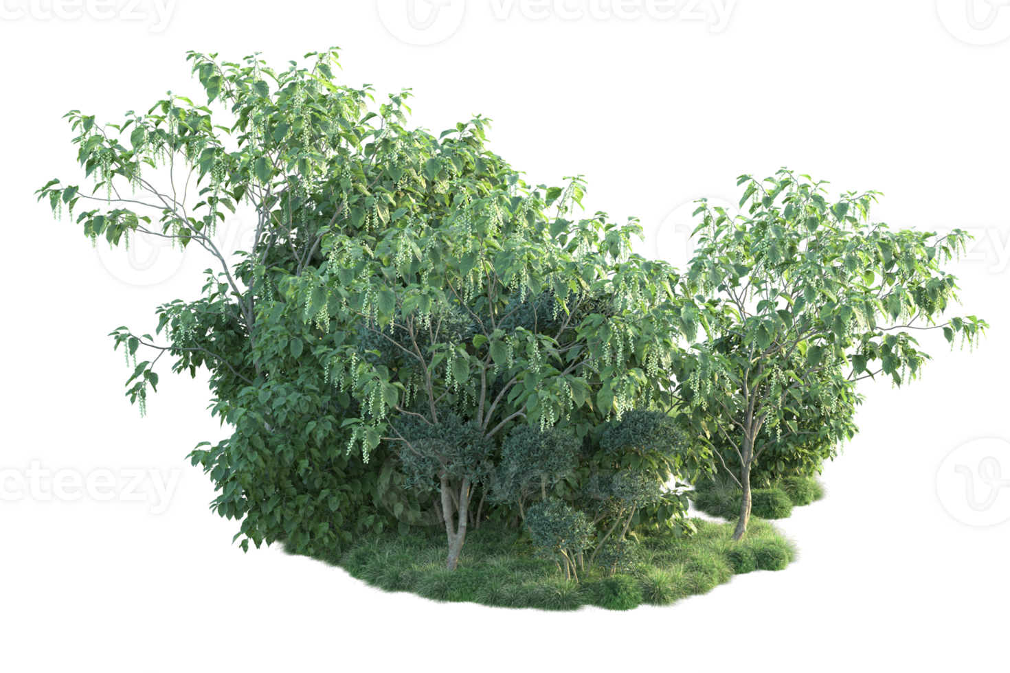 Tropical forest isolated on transparent background. 3d rendering - illustration png