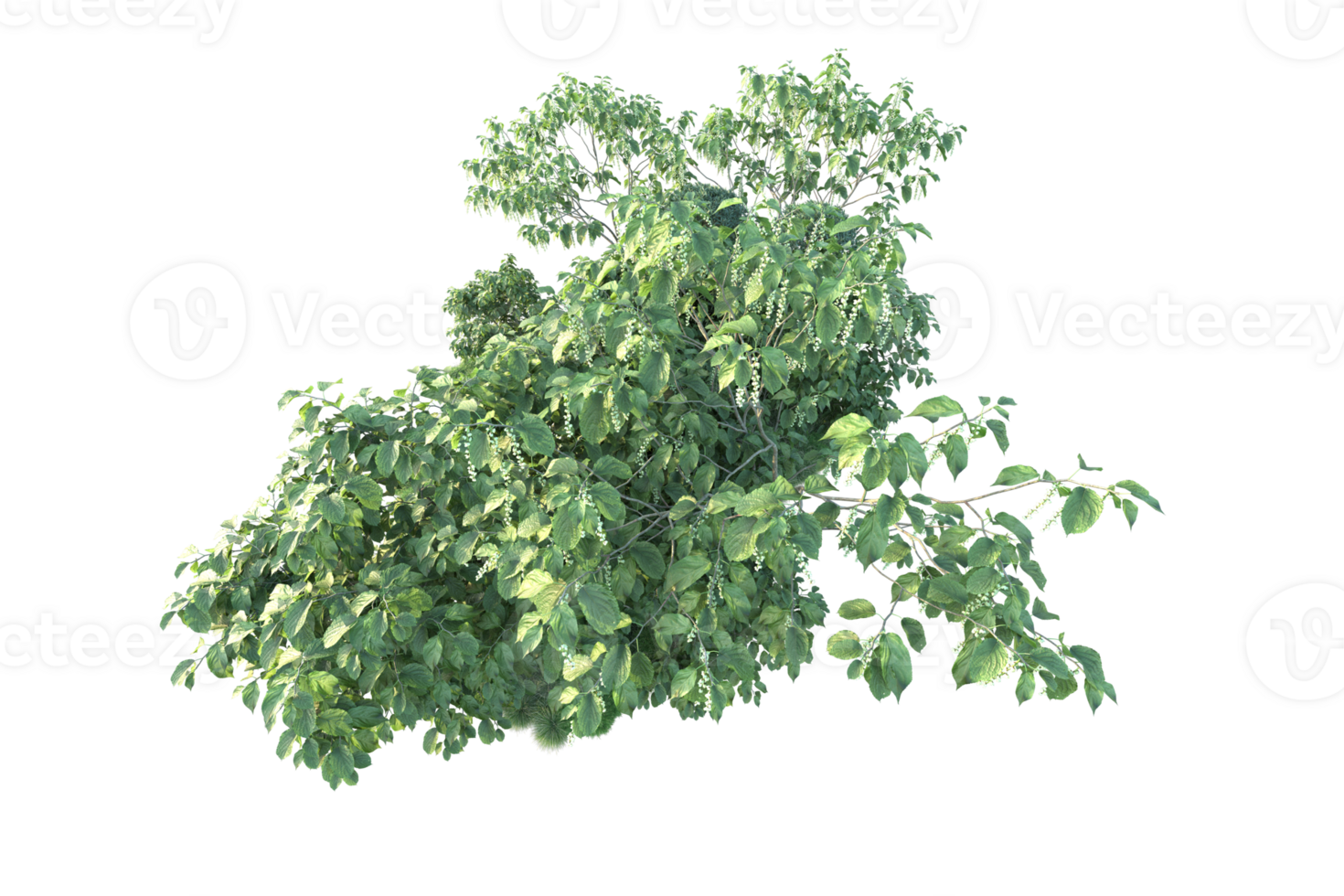 Tropical forest isolated on transparent background. 3d rendering - illustration png