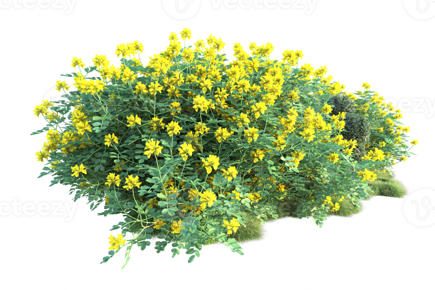 Tropical forest isolated on transparent background. 3d rendering - illustration png