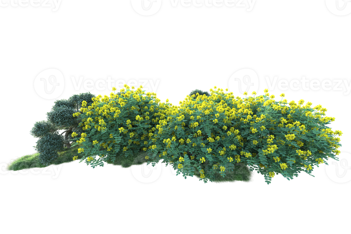 Tropical forest isolated on transparent background. 3d rendering - illustration png