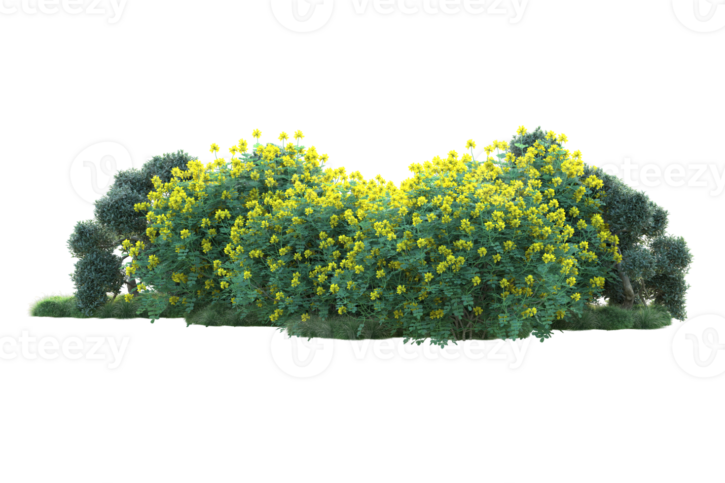Tropical forest isolated on transparent background. 3d rendering - illustration png