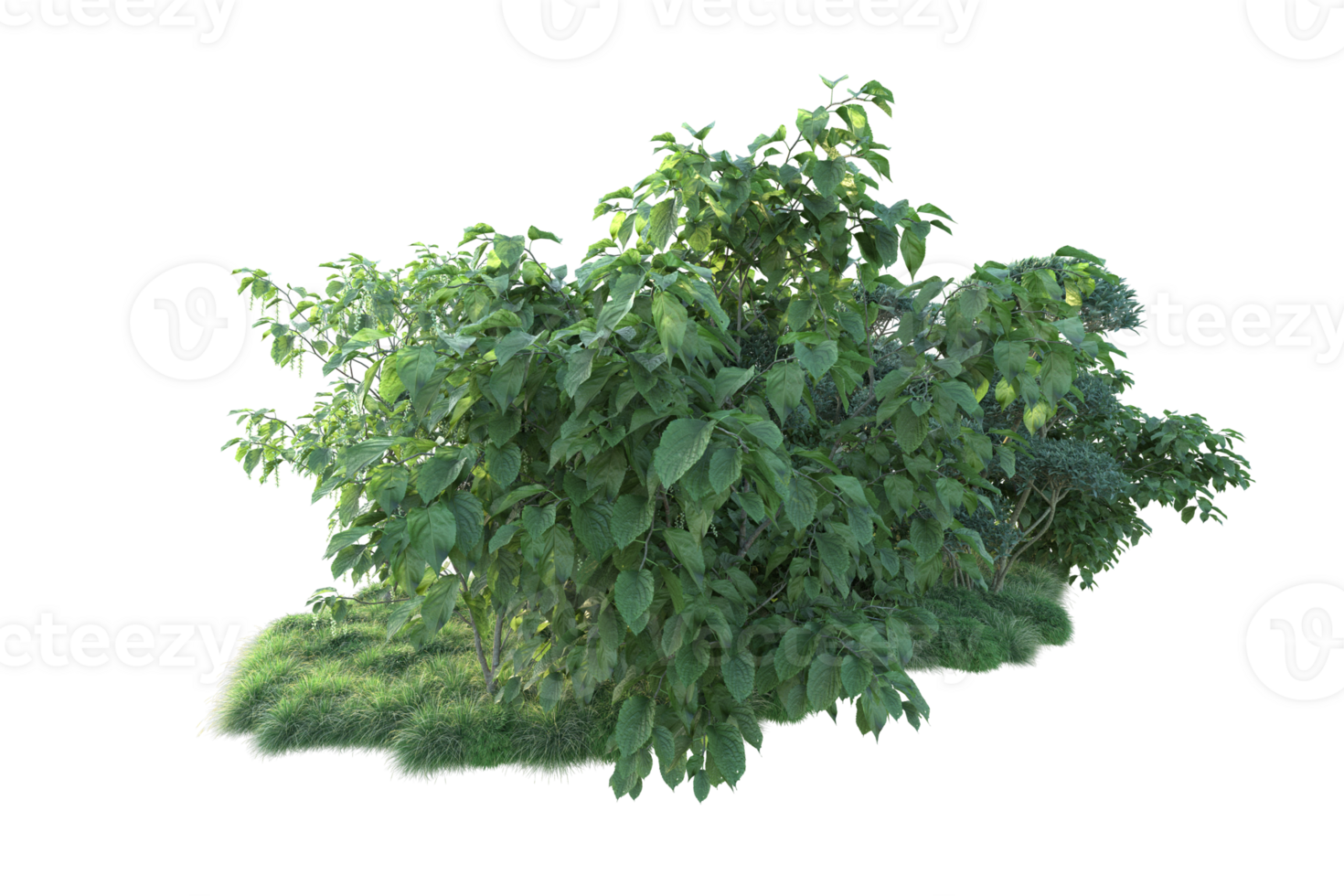 Tropical forest isolated on transparent background. 3d rendering - illustration png