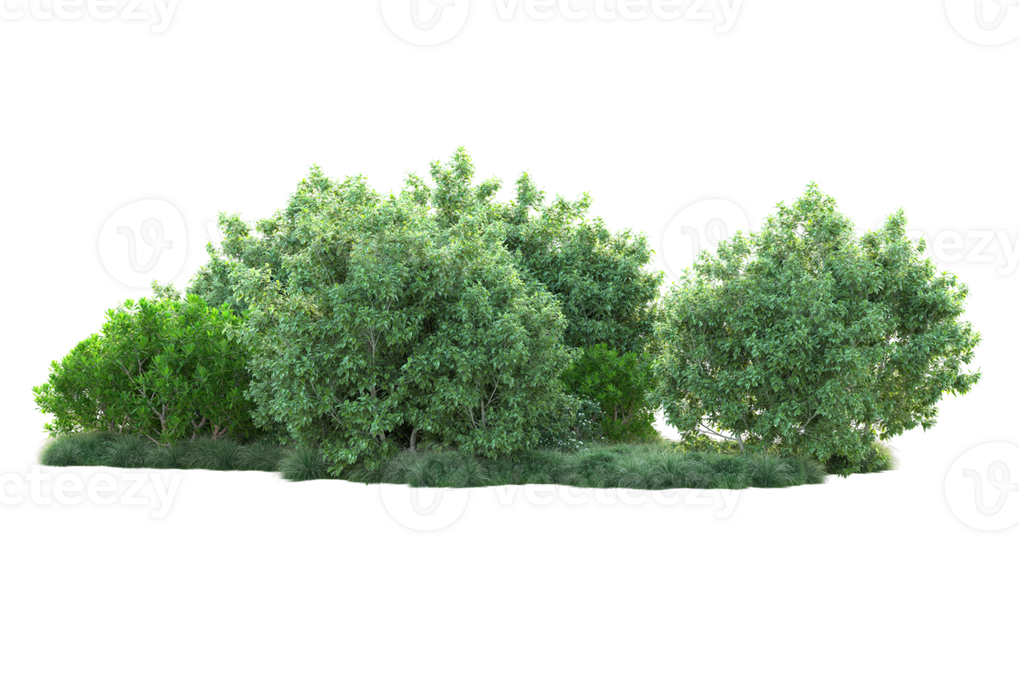 Tropical forest isolated on transparent background. 3d rendering - illustration png