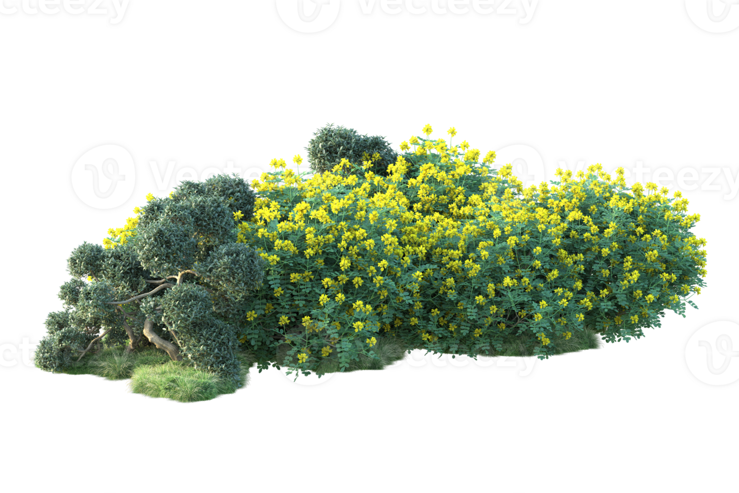 Tropical forest isolated on transparent background. 3d rendering - illustration png